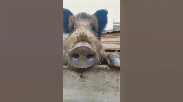 Братан😀