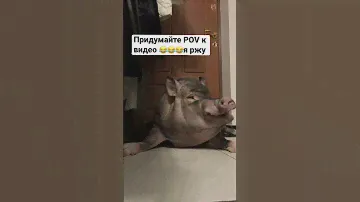 Кабан зевает. Дикий кабан живет дома и зевает как Стас Барецкий