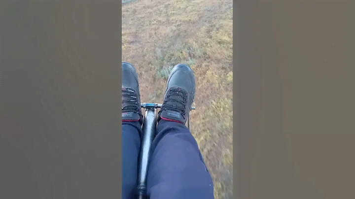 дикий кабан